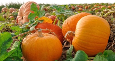 VibeX TLX-7 - Moschata Pumpkin Premium Hybrid Quality - (300 Seeds) Seed(300 per packet)