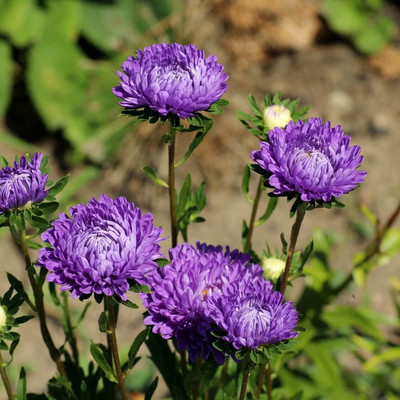 Aywal Aster Hybrid Flower Seed(50 per packet)