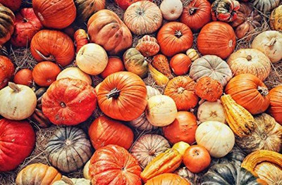 VibeX ® VMR-291 Mixed Pumpkin and Winter Squash Seed(50 per packet)