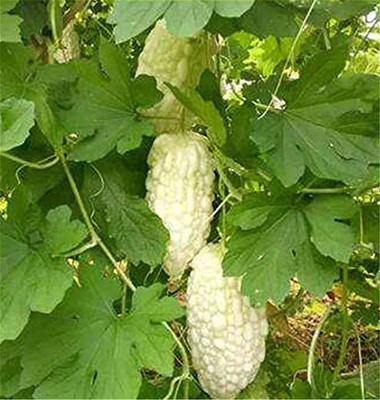 CYBEXIS XLL-1 - Exotic White Bitter Gourd - (100 Seeds) Seed(100 per packet)