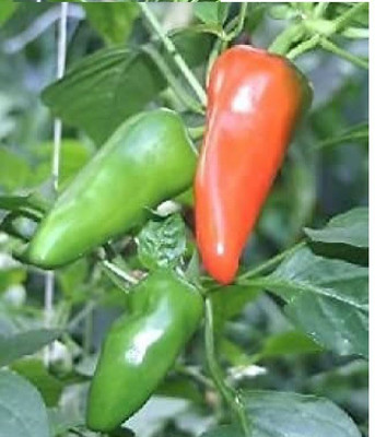 wequality chilli seeds,hybrid hot green chilli seeds,bullet chilli,f1 chilli seeds Seed(160 per packet)