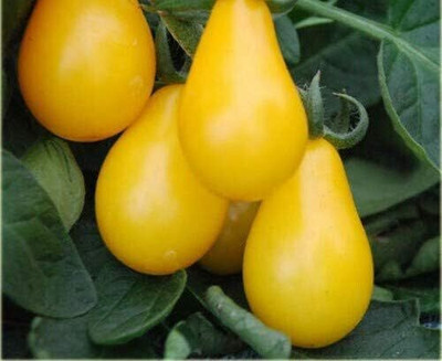 KNESSiN XIV-18 Tomato Yellow Pear Seed(200 per packet)