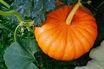 VibeX KGF -3 - Pumpkin Hybrid - (100 Seeds) Seed(100 per packet)
