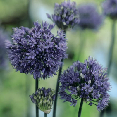 KNESSiN High Yield Blue Ornamental Onion Seeds For Kitchen Gardening-(2400 Seeds) Seed(2400 per packet)