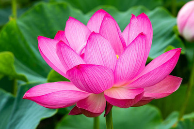 Kritharth Creation lotus,kamal gatta Seed(10 per packet)