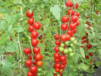 Qualtivate HYB-5A Red Tomato Indeterminate Non GMO Seed(300 per packet)