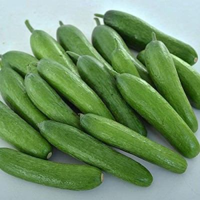 CYBEXIS ATS-16 - Green Light F1 Cucumber Delicious Mini - (150 Seeds) Seed(150 per packet)