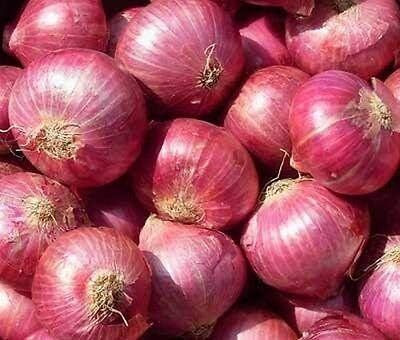 Qualtivate RES-2A Onion Seeds, Vernina - Deep violet-red onion Seed(500 per packet)