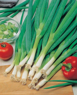 Qualtivate PUAS-8A Bunching Long Green Onion Seeds Seed(500 per packet)