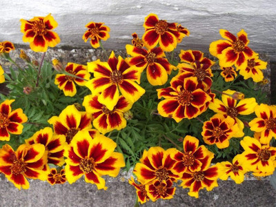 Qualtivate XLL-146 Marigolds Tagetes Red Yellow Seed(500 per packet)