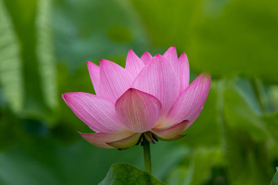 Klone lotus,kamal gatta Seed(11 per packet)