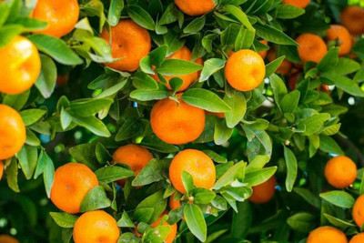 Aywal Orange Tree Fruit Seed(49 per packet)
