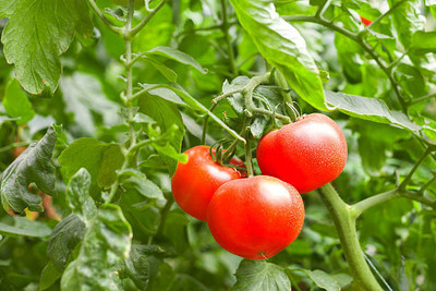 oiver tomato Seed(60 per packet)