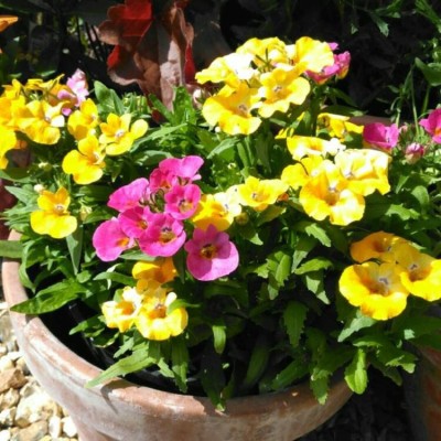 ACCELCROP Nemesia-Giant Carnivel Mixed Flower Seeds Seasonal Flowering Seed(120 per packet)