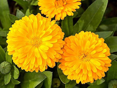 BDSresolve Calendula seeds/Calendula seed 10 Seed(10 per packet)