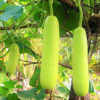 UGRA Long Bottle Gourd Seeds Seed(40 per packet)