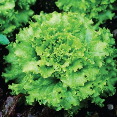 KNESSiN Lettuce Grand Rapids Seed(200 per packet)