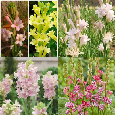 ibains Rajnigandha flower plants 5 Seed(5 per packet)