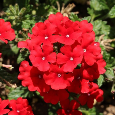 Lorvox trailing verbena Seed(120 per packet)