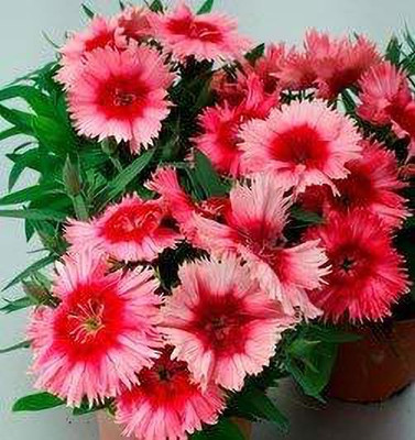 Aywal Dianthus Carnation Chabaud Mix Flower Seed(70 per packet)