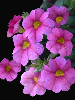 Lorvox Mixed Petunia Climbing Flower Seed(25 per packet)