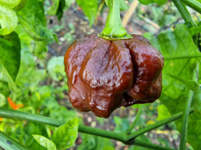 Biosnyg Trinidad Moruga Chocolate Chilli Seeds for Terrace Gardening-(400 Seeds) Seed(400 per packet)