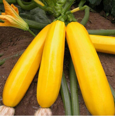 CYBEXIS Zucchini Seeds Bright Yellow Color 400 Seeds Seed(400 per packet)