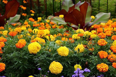 shayama marigold/gende ka phool flower seeds Seed(50 per packet)