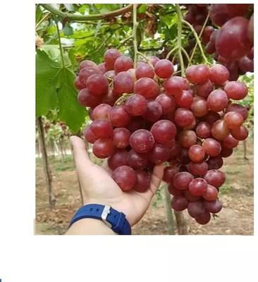 PASCLE Red Globe, Flame Grapes Seed(100 per packet)