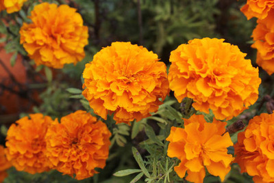 SOWCAN marigold/gende ka phool flower seeds Seed(50 per packet)
