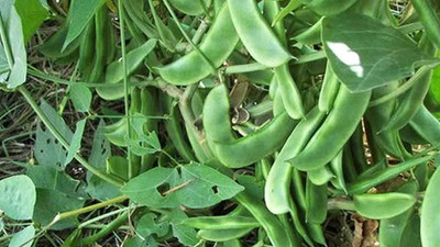 Pbevergreen flat beans seeds Seed(15 per packet)
