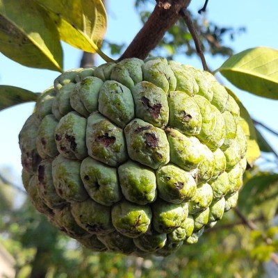 Aywal Annona fruit seeds,annona squamosa fruit tree Seed(9 per packet)