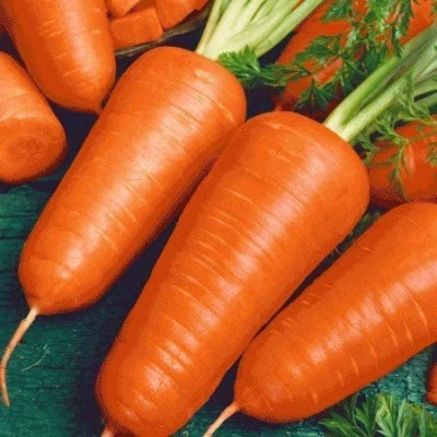 CYBEXIS GBPUT-44 - Red Cored Chantenay Carrot - (250 Seeds) Seed(250 per packet)