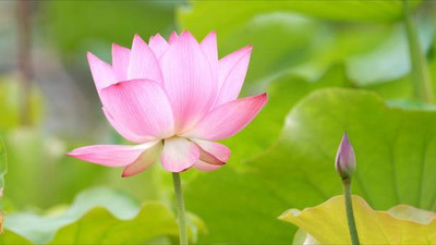 SOWCAN lotus,kamal gatta Seed(15 per packet)