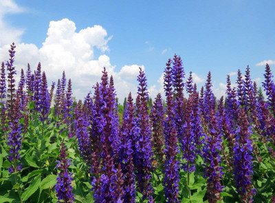 CYBEXIS NDIR-51 - Garden Sage-Salvia Officinalis - (150 Seeds) Seed(150 per packet)