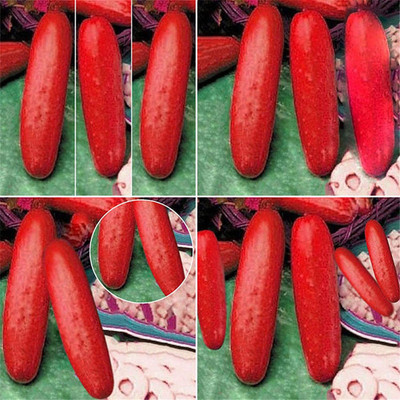 CYBEXIS Hybrid Red Cucumber Seeds Cucumis Sativus2000 Seeds Seed(2000 per packet)