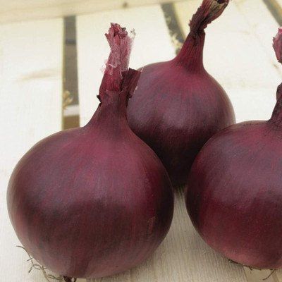 KNESSiN Easy to Grow Red Herald Onion Vegetable Seeds for Garden-(2400 Seeds) Seed(2400 per packet)