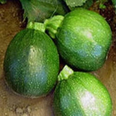 Biosnyg F1 Hybrid Round Summer Squash Vegetable Seeds - (100 Seeds) Seed(10 per packet)