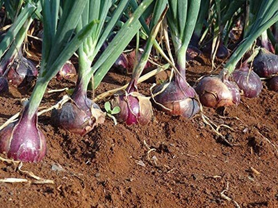 WILLVINE SYN -IV Onion Organic Vegetable Seeds [2.5g] Seed(1500 per packet)