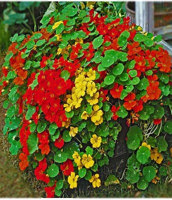 Lorvox Nasturtium Flower Seed(55 per packet)