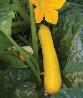 CYBEXIS GBPUT-78 - Butterstick Zucchini Summer Squash - (75 Seeds) Seed(75 per packet)