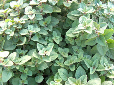 CYBEXIS XL-46 - Greek Oregano Culinary Herb - (1350 Seeds) Seed(1350 per packet)