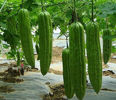 VibeX ® XLR-33 Long Bitter Gourd Seeds Seed(50 per packet)