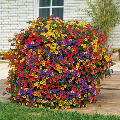 BDSresolve petunia double mix flower seeds garden/Petunia flower seeds 39 Seed(39 per packet)