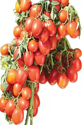 BDSresolve cherry tomato seeds for plant:tomato seerds Seed(65 per packet)