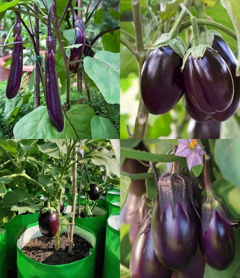 ibains Clause plant seed brinjal beez 39 Seed(69 per packet)
