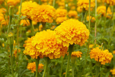 Natures Yard marigold/gende ka phool flower seeds Seed(50 per packet)