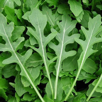 CYBEXIS NBIR-59 - Wild Arugula - (250 Seeds) Seed(250 per packet)