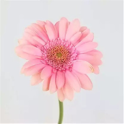 MAA Swan River Daisy Seed(30 per packet)