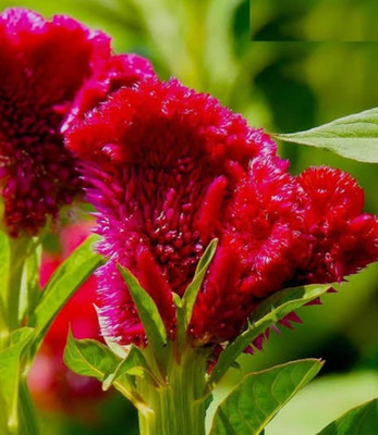 Dasstore Celosia flower seed Seed(40 per packet)
